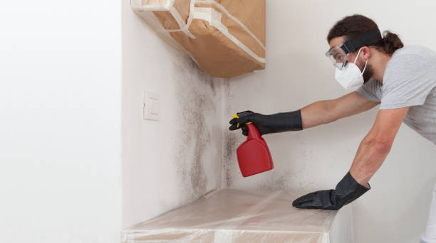Professional Basement Mold Remediation technician working in Callaway, FL