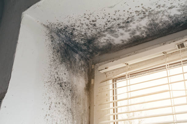 Affordable Basement Mold Remediation solutions in Callaway, FL